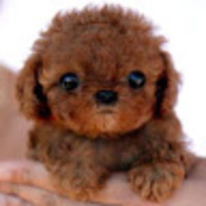 Meet your Posher, Aliilani